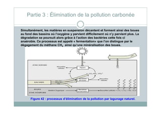 Partie 3 : Élimination de la pollution carbonée
Simultanément, les matières en suspension décantent et forment ainsi des boues
au fond des bassins où l’oxygène y parvient difficilement où n’y parvient plus. La
dégradation se poursuit alors grâce à l’action des bactéries cette fois ci
anaérobie. Ce processus est appelé « fermentation» que l’on distingue par le
dégagement du méthane CH4 ainsi qu’une minéralisation des boues.
Figure 42 : processus d’élimination de la pollution par lagunage naturel.
 