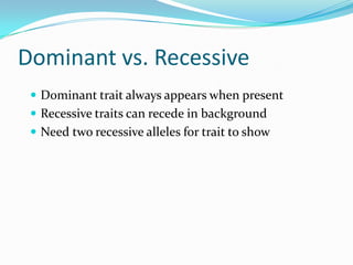 Dominant vs. RecessiveDominant trait always appears when presentRecessive traits can recede in backgroundNeed two recessive alleles for trait to show