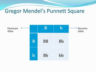 Gregor Mendel's Punnett SquareDominant AlleleRecessive Allele
