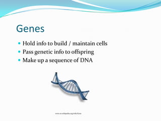 GenesHold info to build / maintain cellsPass genetic info to offspringMake up a sequence of DNAwww.en.wikipedia.org/wiki/Gene