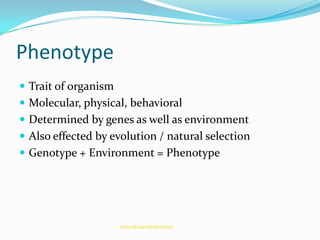 PhenotypeTrait of organismMolecular, physical, behavioralDetermined by genes as well as environmentAlso effected by evolution / natural selectionGenotype + Environment = Phenotype www.wiki.org/wiki/phenotype