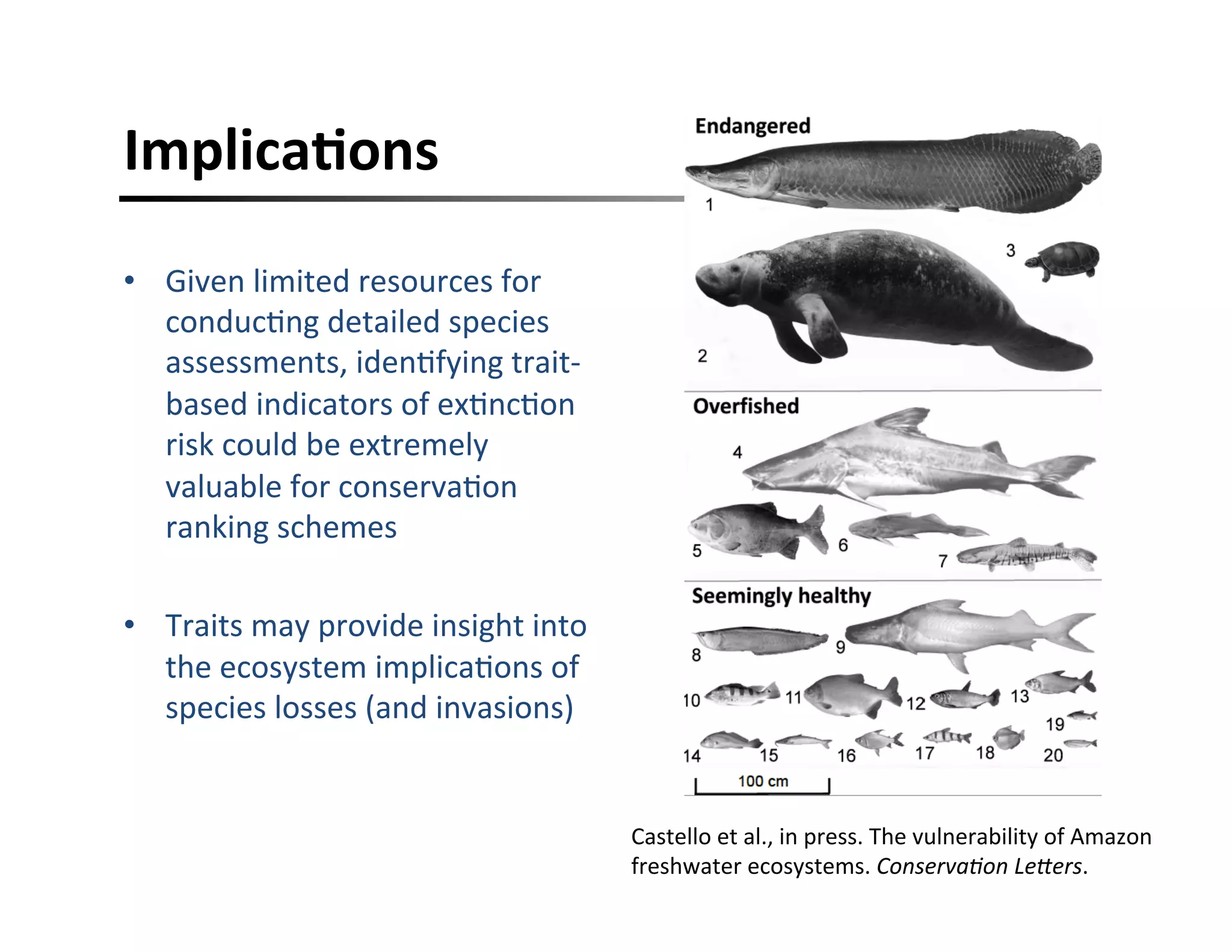 ImplicaFons	
  
•  Given	
  limited	
  resources	
  for	
  
conduc,ng	
  detailed	
  species	
  
assessments,	
  iden,fying	
  trait-­‐
based	
  indicators	
  of	
  ex,nc,on	
  
risk	
  could	
  be	
  extremely	
  
valuable	
  for	
  conserva,on	
  
ranking	
  schemes	
  
•  Traits	
  may	
  provide	
  insight	
  into	
  
the	
  ecosystem	
  implica,ons	
  of	
  
species	
  losses	
  (and	
  invasions)	
  
Castello	
  et	
  al.,	
  in	
  press.	
  The	
  vulnerability	
  of	
  Amazon	
  
freshwater	
  ecosystems.	
  Conserva;on	
  Le,ers.	
  	
  	
  
 