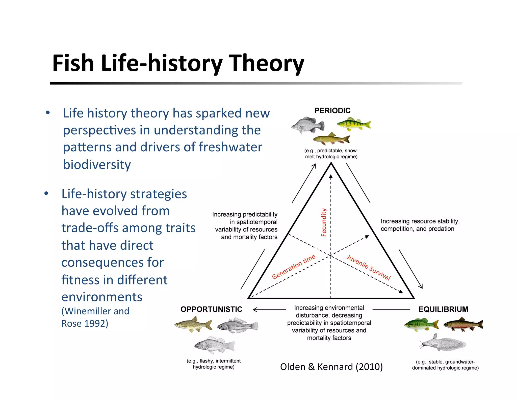 Fish	
  Life-­‐history	
  Theory	
  
•  Life	
  history	
  theory	
  has	
  sparked	
  new	
  
perspec,ves	
  in	
  understanding	
  the	
  
paHerns	
  and	
  drivers	
  of	
  freshwater	
  
biodiversity	
  
	
  
Olden	
  &	
  Kennard	
  (2010)	
  
•  Life-­‐history	
  strategies	
  
have	
  evolved	
  from	
  
trade-­‐oﬀs	
  among	
  traits	
  
that	
  have	
  direct	
  
consequences	
  for	
  
ﬁtness	
  in	
  diﬀerent	
  
environments	
  	
  	
  	
  	
  	
  	
  	
  	
  	
  
(Winemiller	
  and	
  	
  	
  	
  	
  	
  	
  	
  	
  	
  	
  	
  	
  	
  	
  	
  	
  	
  	
  	
  	
  	
  
Rose	
  1992)	
  
	
  
Fecundity	
  
 