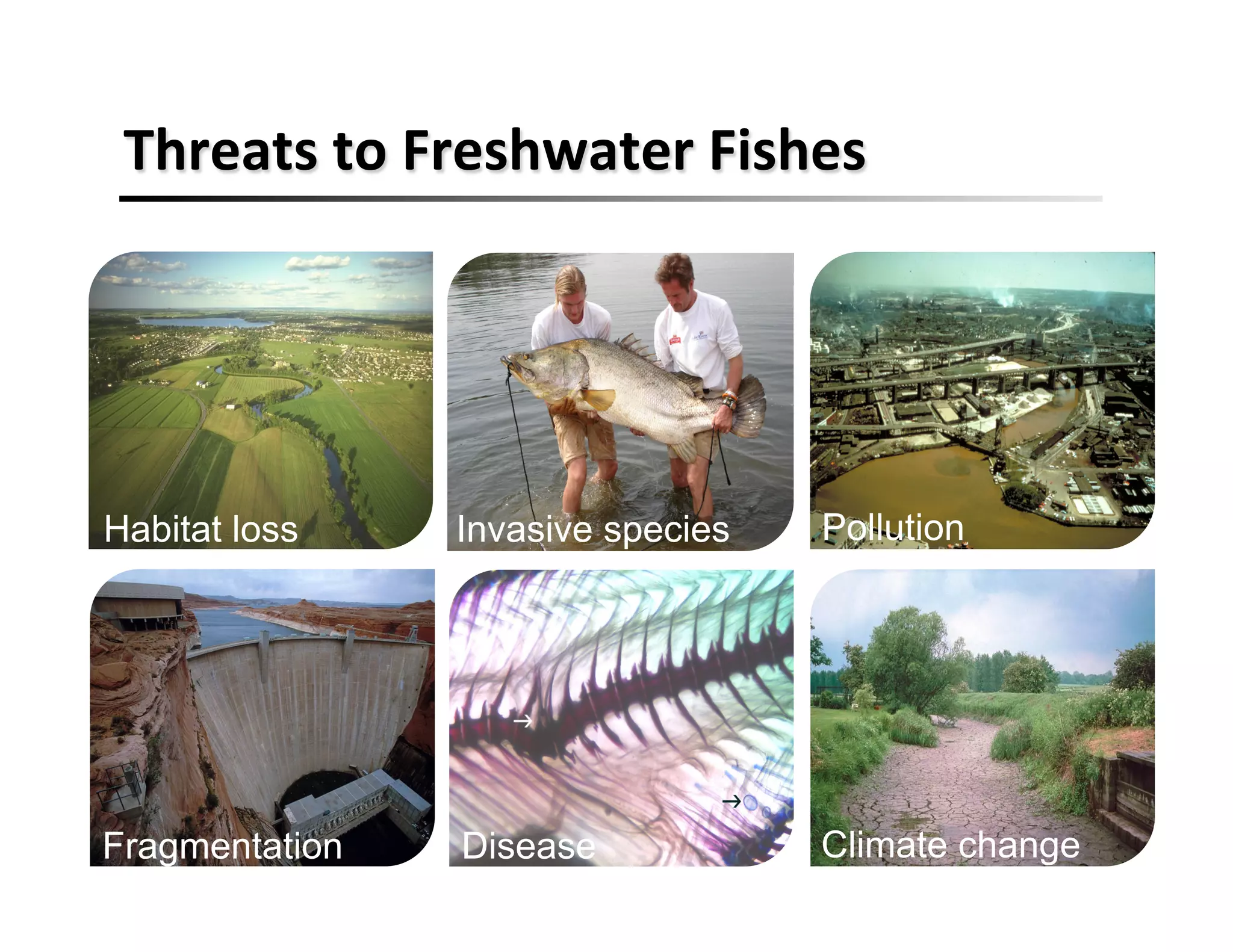 Threats	
  to	
  Freshwater	
  Fishes	
  
Habitat loss Pollution
Fragmentation Climate change
Invasive species
Disease
 