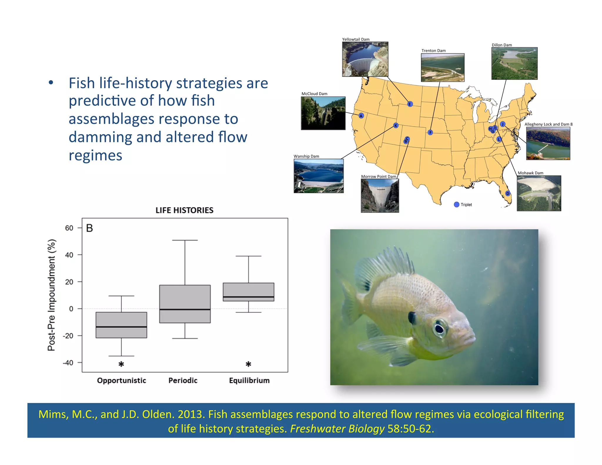 •  Fish	
  life-­‐history	
  strategies	
  are	
  
predic,ve	
  of	
  how	
  ﬁsh	
  
assemblages	
  response	
  to	
  
damming	
  and	
  altered	
  ﬂow	
  
regimes	
  
Mims,	
  M.C.,	
  and	
  J.D.	
  Olden.	
  2013.	
  Fish	
  assemblages	
  respond	
  to	
  altered	
  ﬂow	
  regimes	
  via	
  ecological	
  ﬁltering	
  
of	
  life	
  history	
  strategies.	
  Freshwater	
  Biology	
  58:50-­‐62.	
  
 