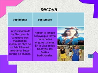 secoya
   vestimenta           costumbre



 La vestimenta de
                     Hablan la lengua
  los Secoyas, la
                     secoya que forma
   construye con
                        parte de las
    material del
                     lenguas tucanas.
medio: de fibra de
                      En la vida de los
 un árbol llamado
                       Secoyas, las
 lanchama, llevan
                           fiestas
corona de plumas.
                       tradicionales
 