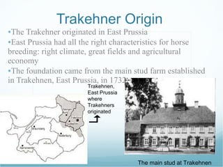 Trakehner Origin  ,[object Object],[object Object],[object Object],The main stud at Trakehnen Trakehnen, East Prussia where Trakehners originated 