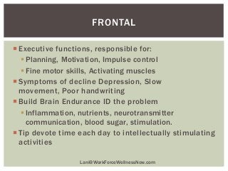 FRONTAL
 Executive functions, responsible for:
 Planning, Motivation, Impulse control
 Fine motor skills, Activating mu...