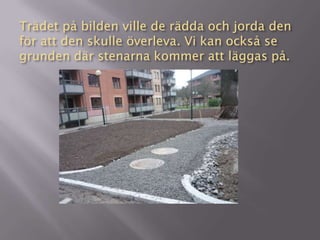 Trädet på bilden ville de rädda och jorda den
för att den skulle överleva. Vi kan också se
grunden där stenarna kommer att läggas på.
 