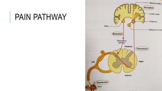 PAIN PATHWAY
 