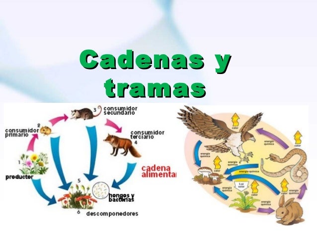 cadenas y tramas alimenticias y niveles troficos tramas tr 243 ficas cadenas y tramas alimenticias y niveles troficos tramas tr 243 ficas