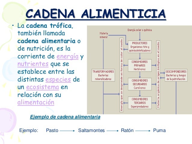 ppt Tramas troficas y relaciones interespecificas