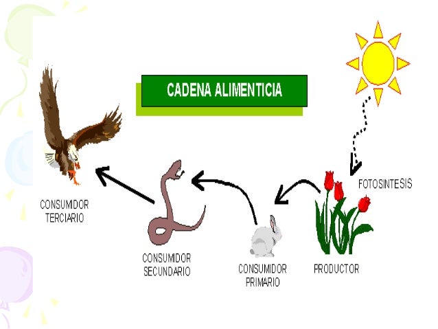 cadenas alimenticias relaciones interespecificas ppt tramas troficas y relaciones interespecificas cadenas alimenticias relaciones interespecificas ppt tramas troficas y relaciones interespecificas