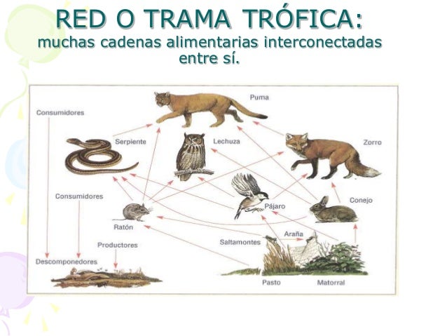 las cadenas y tramas troficas ppt tramas troficas y relaciones interespecificas las cadenas y tramas troficas ppt tramas troficas y relaciones interespecificas