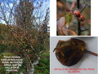 Pyrus cordata.
FAMILIA ROSACEAE.
PERAL SILVESTRE.
ÁRBOL QUE SE
HALLA EN EL
HELECHAL. DETALLE DE LOS FRUTOS DEL PERAL
SILVESTRE.
 