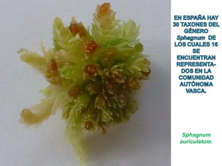 Sphagnum
auriculatum.
 