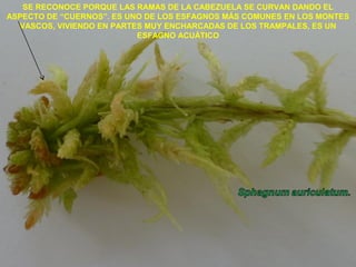 SE RECONOCE PORQUE LAS RAMAS DE LA CABEZUELA SE CURVAN DANDO EL
ASPECTO DE “CUERNOS”. ES UNO DE LOS ESFAGNOS MÁS COMUNES EN LOS MONTES
VASCOS, VIVIENDO EN PARTES MUY ENCHARCADAS DE LOS TRAMPALES, ES UN
ESFAGNO ACUÁTICO
 