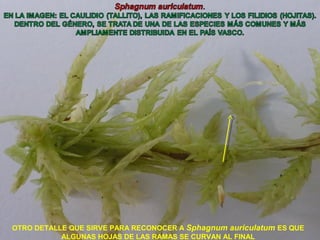 OTRO DETALLE QUE SIRVE PARA RECONOCER A Sphagnum auriculatum ES QUE
ALGUNAS HOJAS DE LAS RAMAS SE CURVAN AL FINAL
 