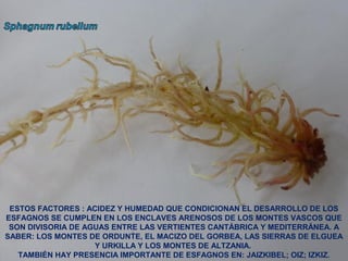 ESTOS FACTORES : ACIDEZ Y HUMEDAD QUE CONDICIONAN EL DESARROLLO DE LOS
ESFAGNOS SE CUMPLEN EN LOS ENCLAVES ARENOSOS DE LOS MONTES VASCOS QUE
SON DIVISORIA DE AGUAS ENTRE LAS VERTIENTES CANTÁBRICA Y MEDITERRÁNEA. A
SABER: LOS MONTES DE ORDUNTE, EL MACIZO DEL GORBEA, LAS SIERRAS DE ELGUEA
Y URKILLA Y LOS MONTES DE ALTZANIA.
TAMBIÉN HAY PRESENCIA IMPORTANTE DE ESFAGNOS EN: JAIZKIBEL; OIZ; IZKIZ.
 