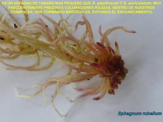 ES UN ESFAGNO DE TAMAÑO MAS PEQUEÑO QUE S. papillosum Y S. auriculatum. MUY
FRECUENTEMENTE PRESENTA COLORACIONES ROJIZAS. DENTRO DE NUESTROS
TRAMPALES, VIVE FORMANDO MONTÍCULOS, EVITANDO EL ENCHARCAMIENTO.
 