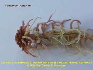 Sphagnum rubellum
LAS HOJAS LAS RAMAS DE S. rubellum SON OVALES Y AGUDAS, PERO NO TAN FINAS Y
ALARGADAS COMO EN S. flexuosum
 