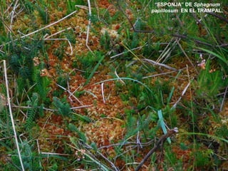 “ESPONJA” DE Sphagnum
papillosum EN EL TRAMPAL.
 