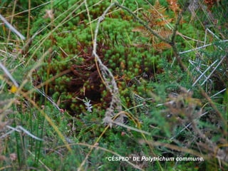 “CÉSPED” DE Polytrichum commune.
 