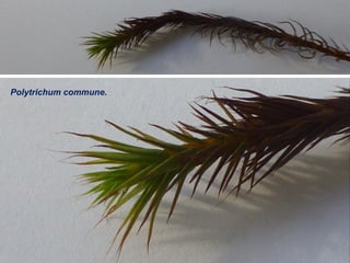 Polytrichum commune.
 