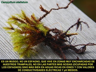 ES UN MUSGO, NO UN ESFAGNO, QUE VIVE EN ZONAS MUY ENCHARCADAS DE
NUESTROS TRAMPALES, NO EN LAS PARTES MÁS ÁCIDAS (OCUPADAS POR
LOS ESFAGNOS) SINO MÁS BIEN EN AGUAS RICAS EN IONES Y CON VALORES
DE CONDUCTIVIDADES ELÉCTRICAS Y pH MEDIOS.
 