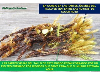 LAS PARTES VIEJAS DEL TALLO DE ESTE MUSGO ESTÁN FORRADOS POR UN
FIELTRO FORMADO POR RIZOIDES QUE SIRVE PARA QUE EL MUSGO RETENGA
AGUA.
EN CAMBIO EN LAS PARTES JÓVENES DEL
TALLO SE VEN, ENTRE LAS HOJITAS, DE
COLOR ROJO
 