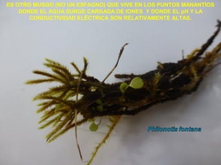 ES OTRO MUSGO (NO UN ESFAGNO) QUE VIVE EN LOS PUNTOS MANANTÍOS
DONDE EL AGUA SURGE CARGADA DE IONES Y DONDE EL pH Y LA
CONDUCTIVIDAD ELÉCTRICA SON RELATIVAMENTE ALTAS.
 