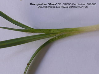 Carex panicea. “Carex” DEL GRIEGO Kairo lastimar, PORQUE
LAS ARISTAS DE LAS HOJAS SON CORTANTES.
 