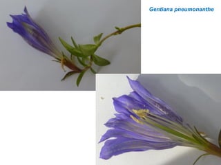 Gentiana pneumonanthe
 