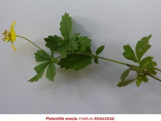 Potentilla erecta. FAMILIA ROSACEAE.
 
