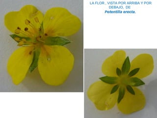 LA FLOR , VISTA POR ARRIBA Y POR
DEBAJO, DE
Potentilla erecta.
 