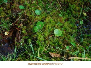 Hydrocotyle vulgaris (1) “IN SITU”
 