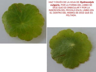 HAZ Y ENVÉS DE LA HOJA DE Hydrocotyle
vulgaris. POR LA FORMA DEL LIMBO SE
DICE QUE ES ORBICULAR Y POR LA
INSERCIÓN DEL PECIOLO EN EL LIMBO (EN
EL CENTRO DEL MISMO) SE DICE QUE ES
PELTADA.
 