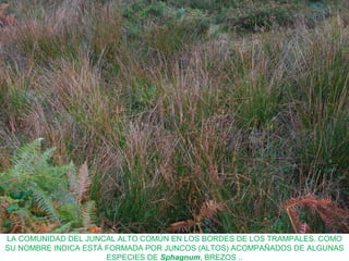 LA COMUNIDAD DEL JUNCAL ALTO COMÚN EN LOS BORDES DE LOS TRAMPALES. COMO
SU NOMBRE INDICA ESTÁ FORMADA POR JUNCOS (ALTOS) ACOMPAÑADOS DE ALGUNAS
ESPECIES DE Sphagnum, BREZOS ..
 