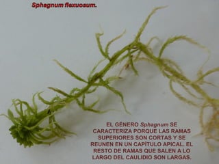 EL GÉNERO Sphagnum SE
CARACTERIZA PORQUE LAS RAMAS
SUPERIORES SON CORTAS Y SE
REUNEN EN UN CAPÍTULO APICAL. EL
RESTO DE RAMAS QUE SALEN A LO
LARGO DEL CAULIDIO SON LARGAS.
 