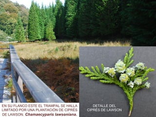 EN SU FLANCO ESTE EL TRAMPAL SE HALLA
LIMITADO POR UNA PLANTACIÓN DE CIPRÉS
DE LAWSON. Chamaecyparis lawsoniana.
DETALLE DEL
CIPRÉS DE LAWSON
 