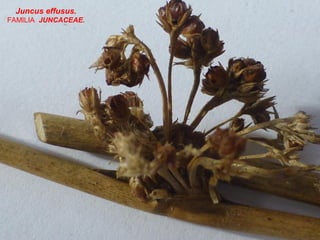 Juncus effusus.
FAMILIA JUNCACEAE.
 