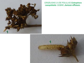 CRISÁLIDAS (1) DE POLILLAS Coleophora
caespititiella SOBRE Juncus effusus.
 