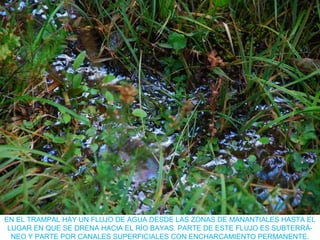 EN EL TRAMPAL HAY UN FLUJO DE AGUA DESDE LAS ZONAS DE MANANTIALES HASTA EL
LUGAR EN QUE SE DRENA HACIA EL RÍO BAYAS. PARTE DE ESTE FLUJO ES SUBTERRÁ-
NEO Y PARTE POR CANALES SUPERFICIALES CON ENCHARCAMIENTO PERMANENTE.
 