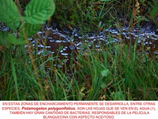 EN ESTAS ZONAS DE ENCHARCAMIENTO PERMANENTE SE DESARROLLA, ENTRE OTRAS
ESPECIES, Potamogeton polygonifolius. SON LAS HOJAS QUE SE VEN EN EL AGUA (1).
TAMBIÉN HAY GRAN CANTIDAD DE BACTERIAS, RESPONSABLES DE LA PELÍCULA
BLANQUECINA CON ASPECTO ACEITOSO.
1
1
1
 