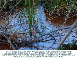 EN LOS ECOSISTEMAS LAS BACTERIAS (FOTOLITÓTROFAS Y QUIMIOLITÓTROFAS) SON
MINERALIZADORAS, CONTRIBUYEN A LA TRANSFORMACIÓN DE LA MATERIA ORGÁNICA EN
INORGÁNICA DISPONIBLE PARA LOS PRODUCTORES. EN LAS CONDICIONES ANAEROBIAS DE LAS
ZONAS PANTANOSAS LOS PROCESOS SIGUEN CAMINOS DISTINTOS.
 