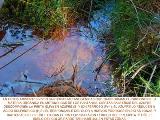 EN ESTOS AMBIENTES VIVEN BACTERIAS METANOGÉNICAS QUE TRANFORMAN EL CARBONO DE LA
MATERIA ORGÁNICA EN METANO: GAS DE LOS PANTANOS. CIERTAS BACTERIAS DEL AZUFRE
DESCOMPONEN LA PIRITA (S2Fe) EN AZUFRE (S) Y IÓN FERROSO (Fe2+
); EL AZUFRE LO REDUCEN A
ÁCIDO SULFHÍDRICO (H2S), EL RESPONSABLE DEL OLOR A HUEVOS PODRIDOS EN ESTAS ZONAS. Y
BACTERIAS DEL HIERRO, OXIDAN EL ION FERROSO A ION FÉRRICO QUE PRECIPITA Y TIÑE EL
 