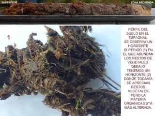 PERFIL DEL
SUELO EN EL
ESFAGNAL.
SE OBSERVA UN
HORIZONTE
SUPERIOR (1) EN
EL QUE ABUNDAN
LOS RESTOS DE
VEGETALES.
DEBAJO
TENEMOS UN
HORIZONTE (2)
DONDE TODAVÍA
SE APRECIAN
RESTOS
VEGETALES
PERO LA
MATERIA
ORGÁNICA ESTÁ
MÁS ALTERADA.
SUPERFICIE ZONA PROFUNDA
1
 