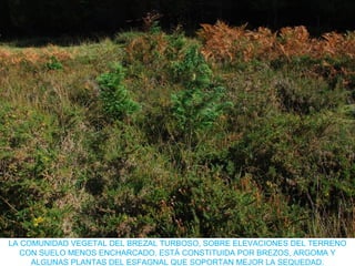 LA COMUNIDAD VEGETAL DEL BREZAL TURBOSO, SOBRE ELEVACIONES DEL TERRENO
CON SUELO MENOS ENCHARCADO. ESTÁ CONSTITUIDA POR BREZOS, ARGOMA Y
ALGUNAS PLANTAS DEL ESFAGNAL QUE SOPORTAN MEJOR LA SEQUEDAD.
 