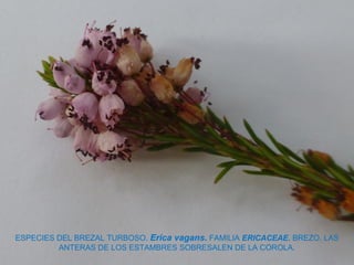 ESPECIES DEL BREZAL TURBOSO. Erica vagans. FAMILIA ERICACEAE. BREZO. LAS
ANTERAS DE LOS ESTAMBRES SOBRESALEN DE LA COROLA.
 
