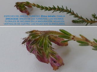 ESPECIES DEL BREZAL TURBOSO. Erica tetralix. FAMILIA
ERICACEAE. BREZO DE LAS TURBERAS. LOS RACIMOS
FLORALES SE INCLINAN EN LA MADURACIÓN. HOJAS EN
VERTICILOS DE CUATRO. LAS HOJAS SON GLANDULARES.
 